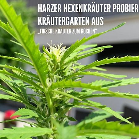 Harzer Healing Center 2024 Gemuetliche Landhauswohnung Mit Fussbodenheizung,Xxl Kochinsel,Xxl Regenduschen,Modern,Hochwertig,Persoenlich,Vollausgestattet Elbingerode  Εξωτερικό φωτογραφία